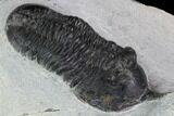 Bargain, Morocconites Trilobite Fossil - Morocco #100370-3
